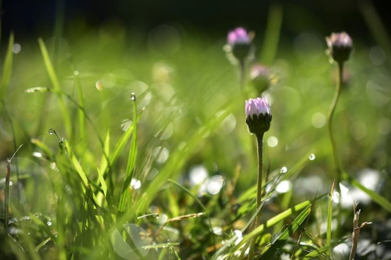 gras met bloeiende klaver